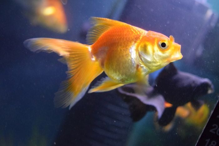 Złota rybka w akwarium