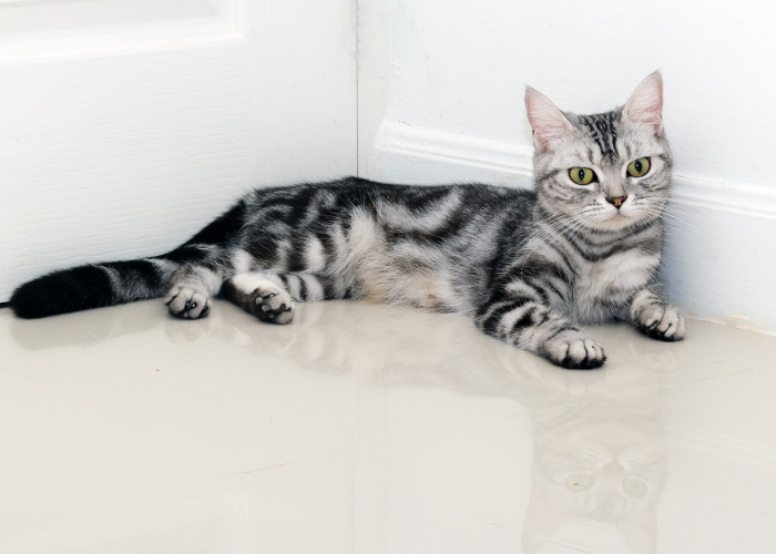 Kot amerykański krótkowłosy srebrno-czarny.