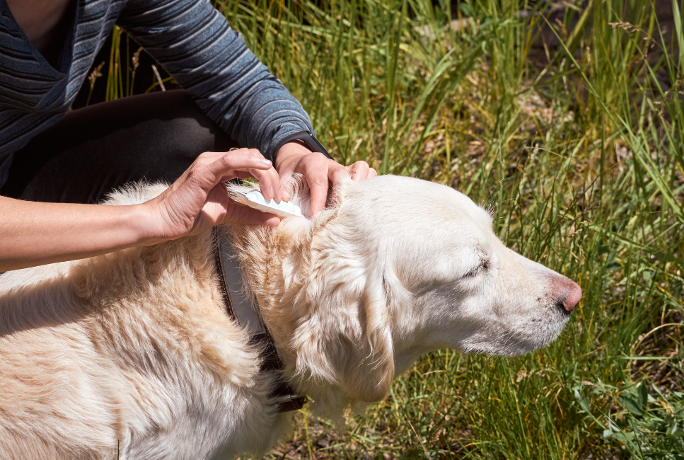 Zabezpieczenie psa przed anaplazmozą to m.in. preparaty przeciw kleszczom.