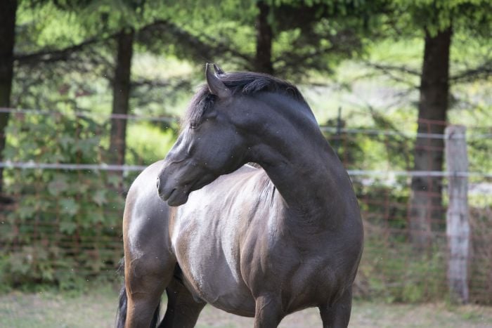Profil konia andaluzyjskiego siwego.