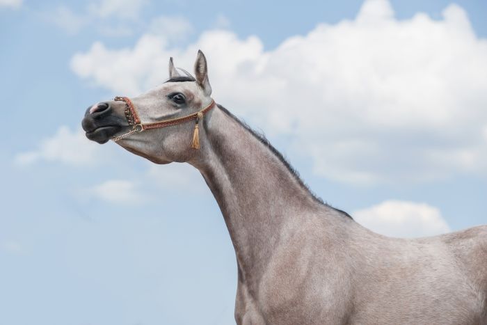 Siwy koń arabski.