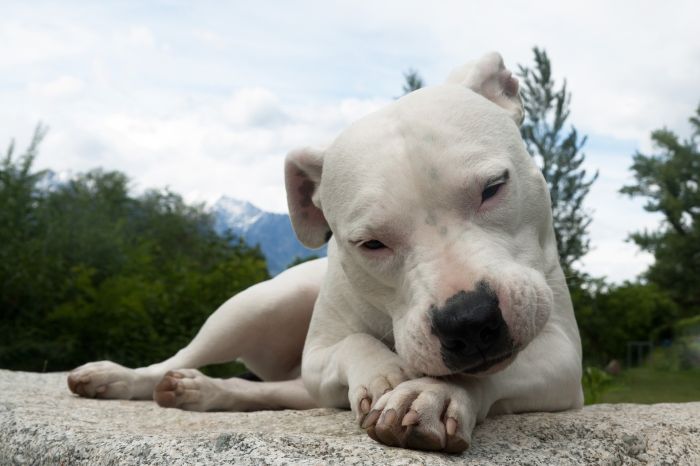Dog argentyński jest psem rasy dużej, dopuszczalny jest tylko o białym umaszczeniu.