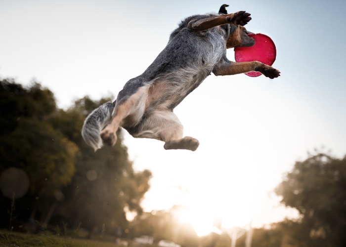 Australian cattle dog łapie frisbee.