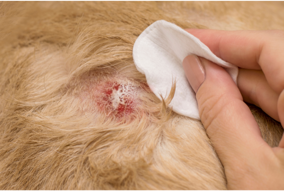 Ranki na skórze to objaw atopowego zapalenia skóry u psa.