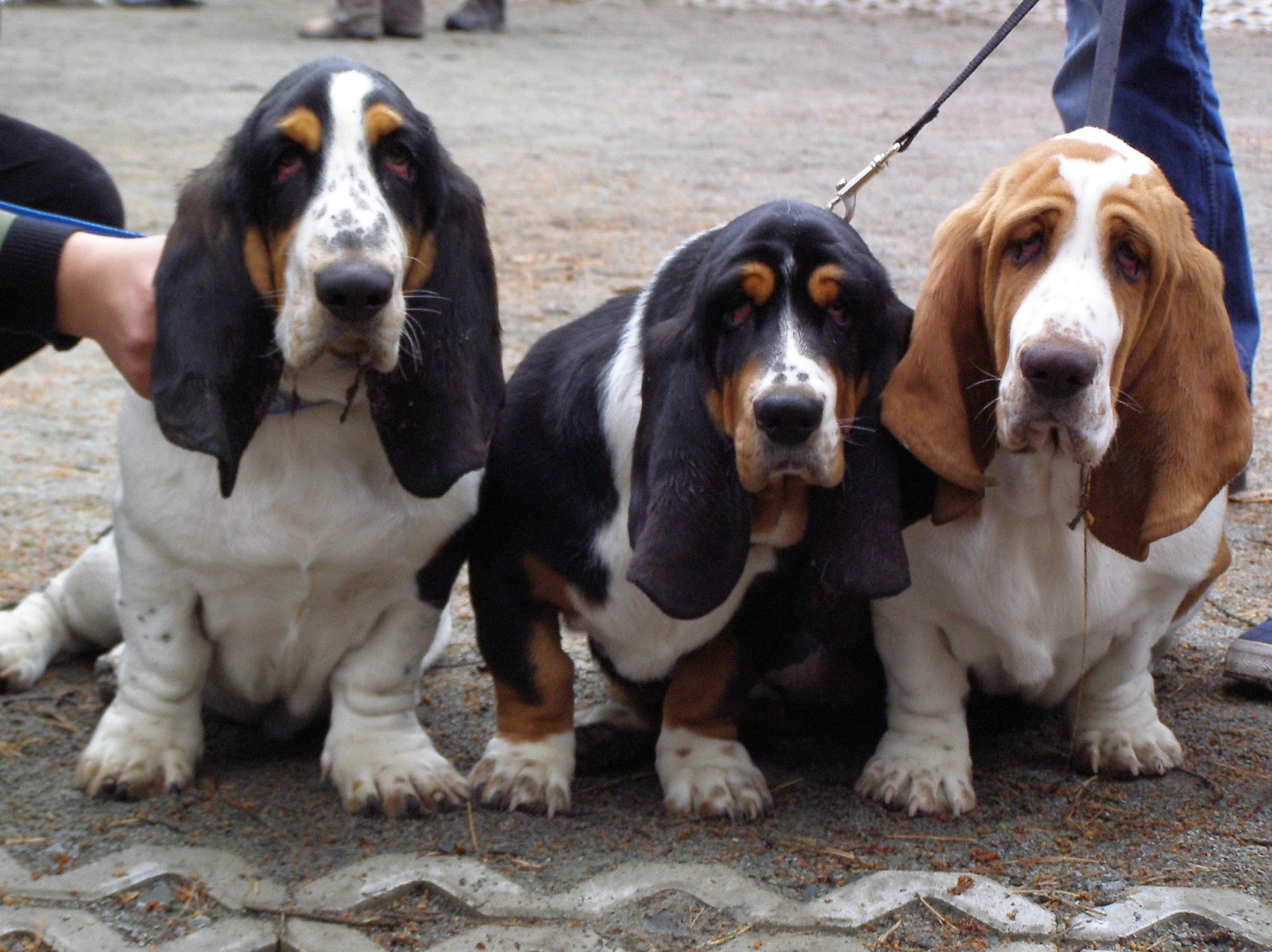 Basset stanowi połączenie psów ras francuskich - bloodhounda (duża głowa z nadmierną i pofałdowaną skórą), foxhounda (umaszczenie) oraz jamnika (krótkie nogi i dłuższy tułów).