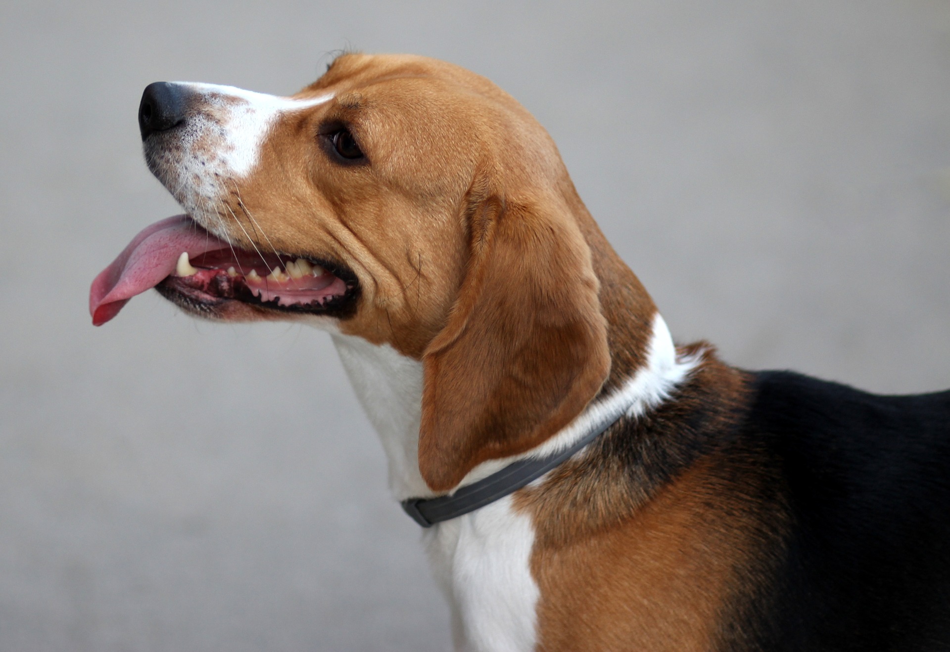 Bardzo żywiołowe i radosne psy rasy beagle mają tendencję do uciekania jeżeli wyczują jakiś ciekawy zapach. Jest to rasa, która wymaga sporo zaangażowania ze strony opiekuna.