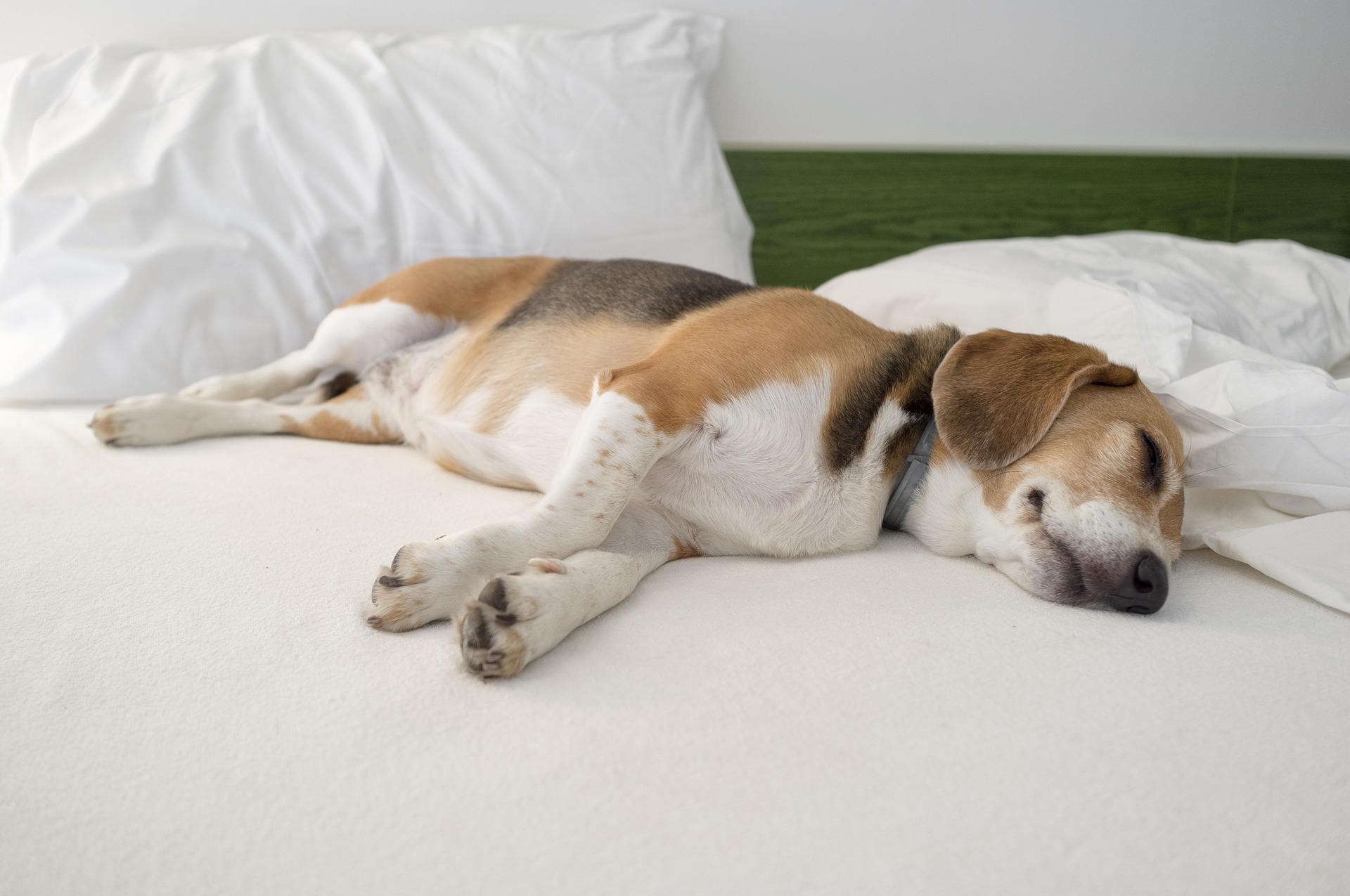 Źle prowadzony i żywiony beagle ma sporą tendencję do tycia. 