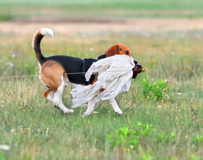 Beagle bierze udział w coursingu.
