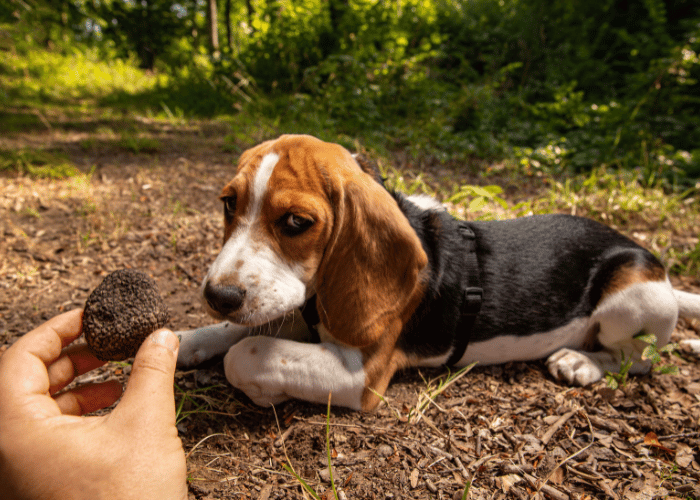 Beagle pies na trufle.