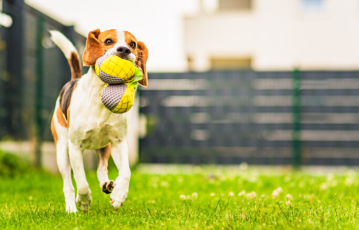Beagle pies domowo podwórkowy