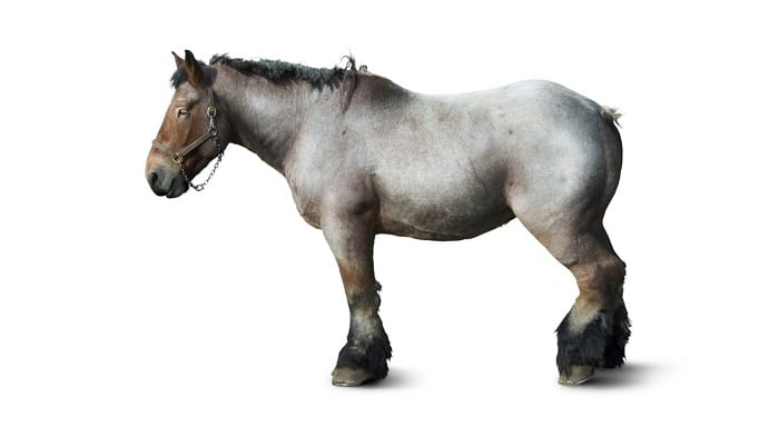 Koń belgijski z profilu.