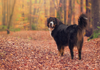 Berneński pies pasterski w lesie.