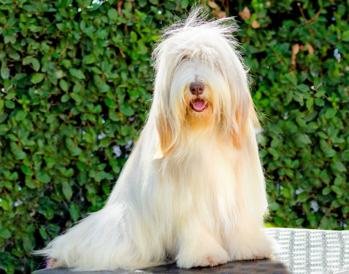Bearded collie beżowy.