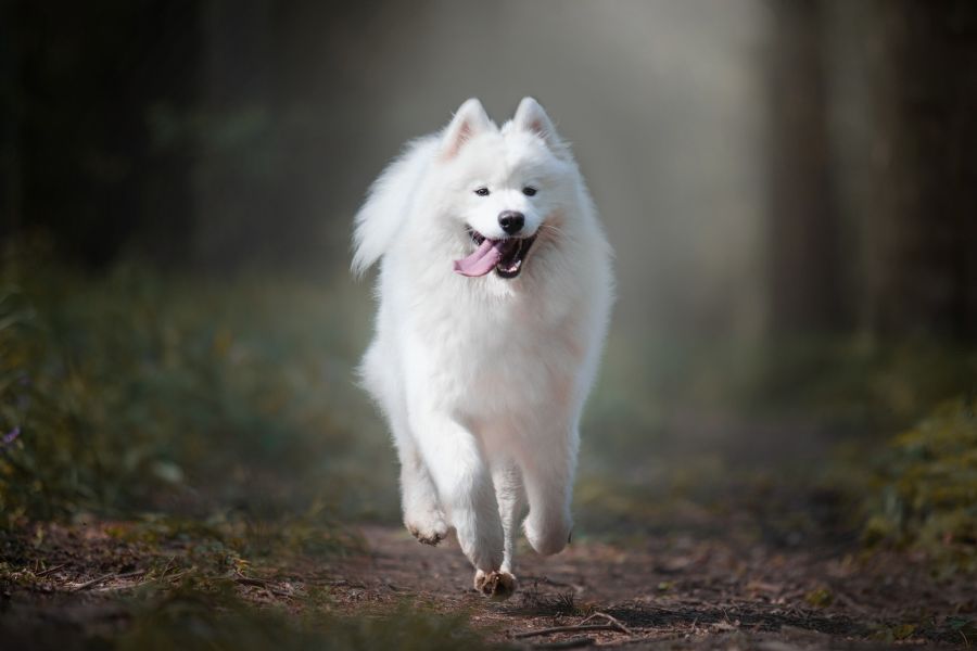 Samojed - biały, puchaty pies
