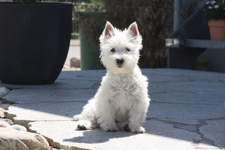 Biały piesek - west highland terrier