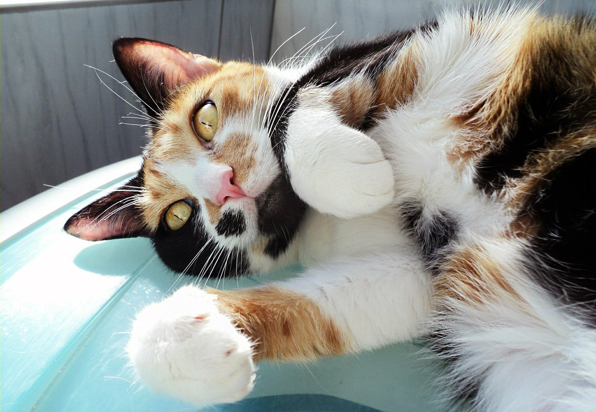Kot bobtail jest kotem żywiołowym, ale równie mocno lubi pieszczoty i przytulanie.