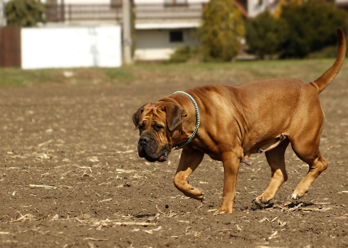 Boerboel jest masywnym psem w typie molosa.