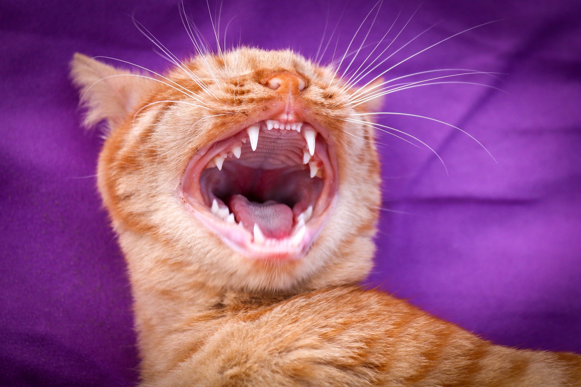 Zapalenie dziąseł u kotów początkowo może nie dawać widocznych objawów. W jego wczesnej fazie zwykle można zaobserwować u kota zaczerwienione dziąsła w miejscu ich przylegania do zębów. 