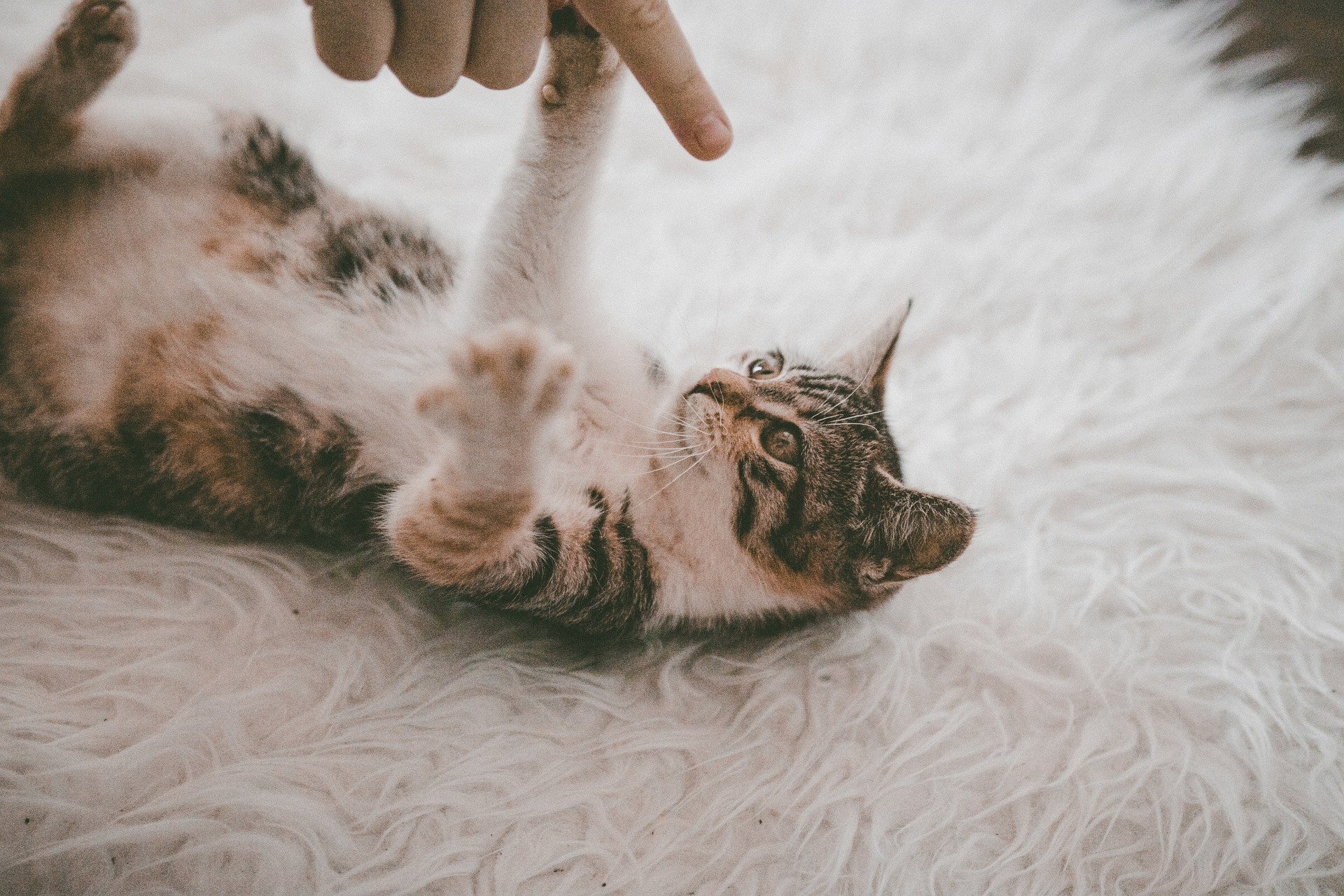 Koty miauczą głównie w kontaktach z ludźmi. Przy innych zwierzętach raczej używają innych sygnałów aniżeli miauczenia.