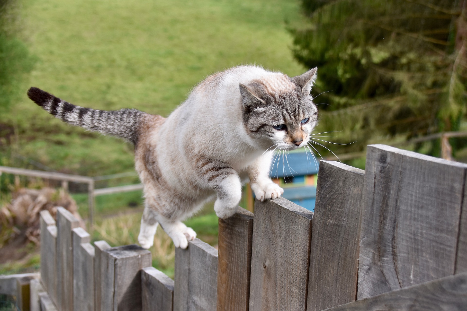 Kot kuleje z różnych przyczyn, najczęściej spotyka to koty wychodzące bez nadzoru. Skaleczenia mogą jednak zdarzyć się nawet w domu, np. podczas skoku z dużej wysokości, nadepnięcia na odłamek szkła czy przydepnięcie.