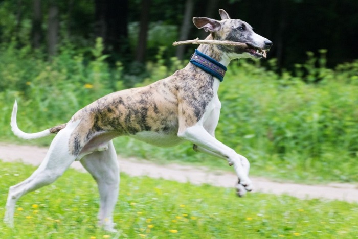 Whippet aportuje patyk.