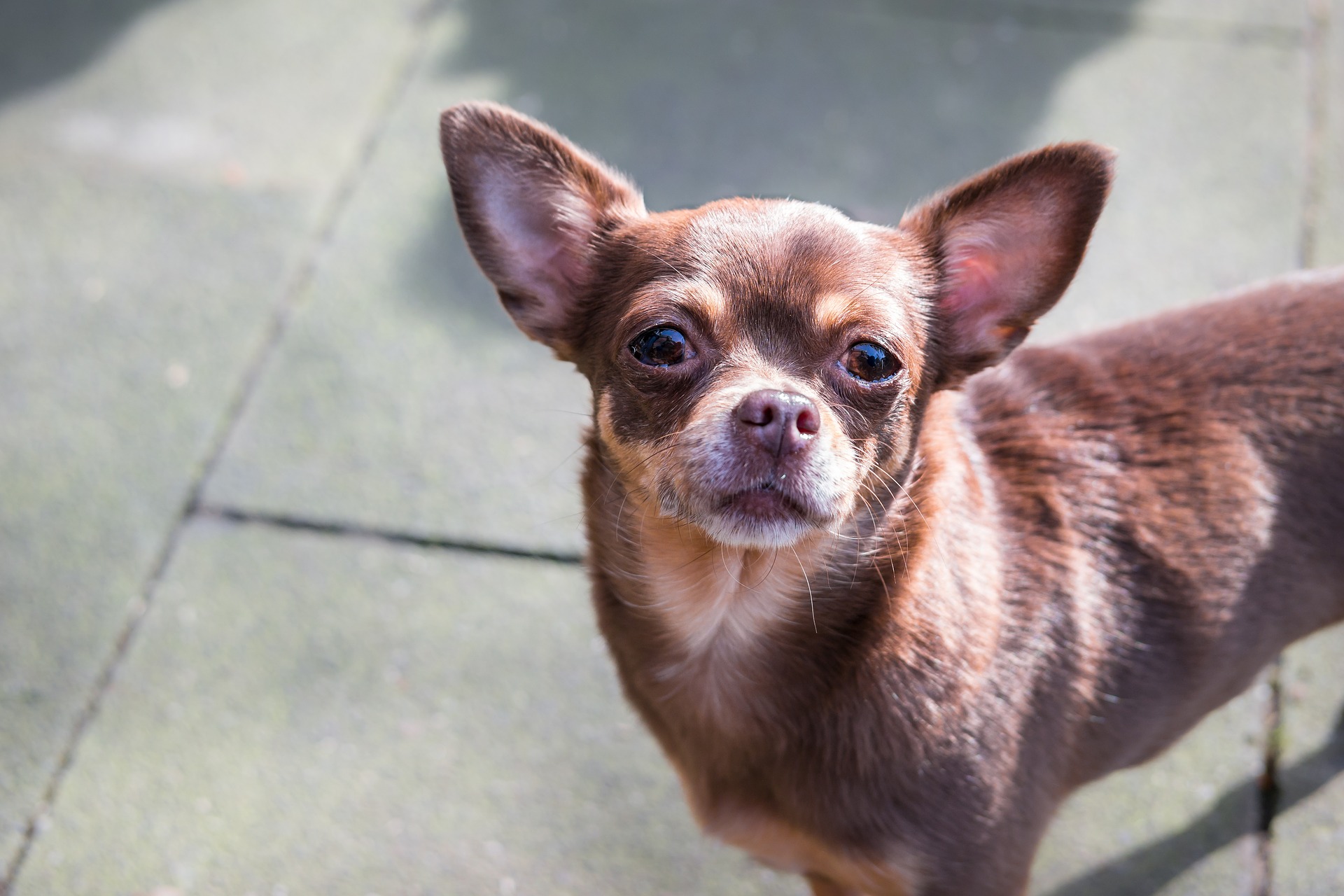 Chihuahua może mieć sierść długą lub krótką, o różnych odcieniach.