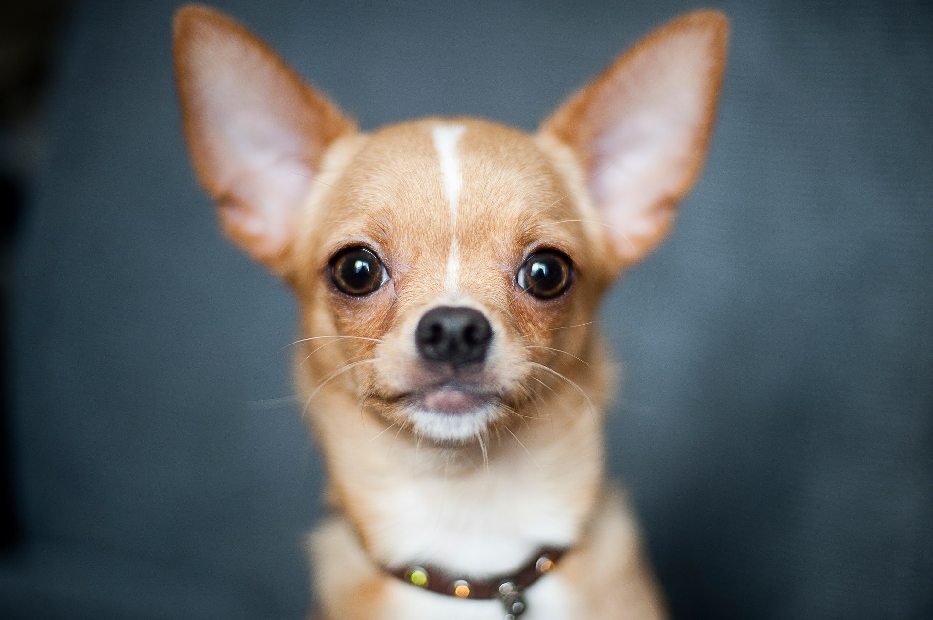 Chihuahua uważane są za najmniejszą rasę psów domowych na świecie.
