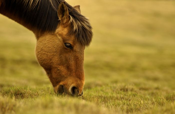 Koń je trawę na pastwisku