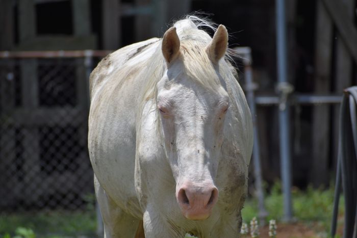Chory koń albinos