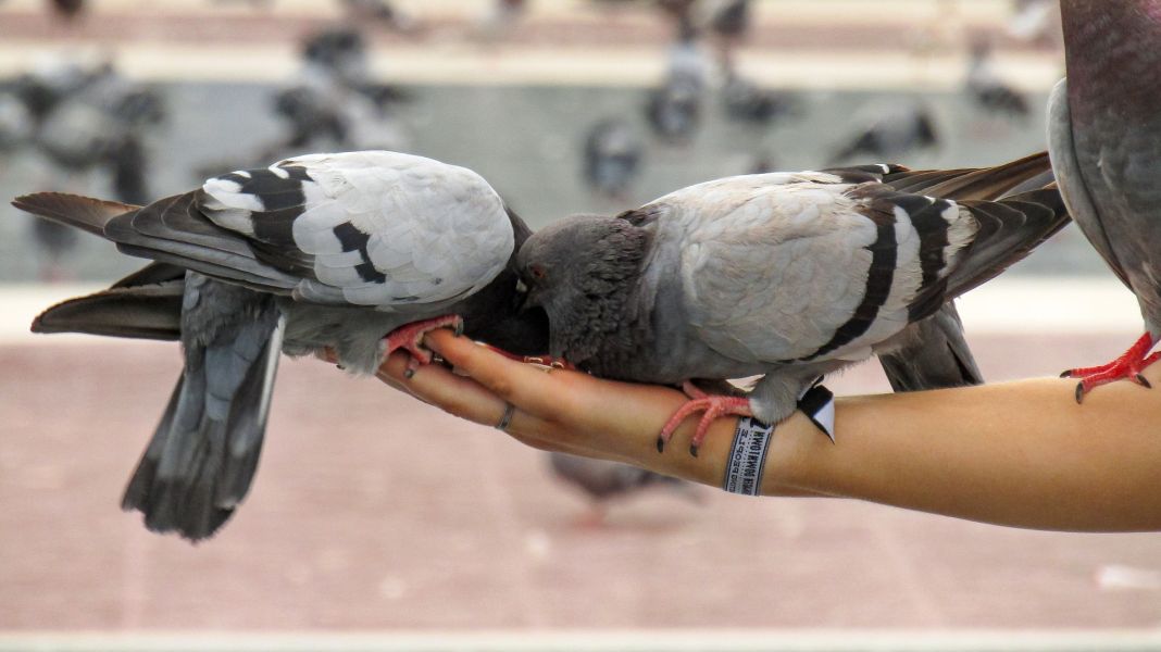 Gołębie pocztowe lubią jeść z ręki swojego właściciela.