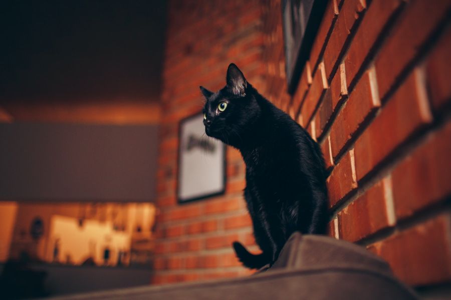 Czarny kot uważany był niegdyś za pomocnika diabła.