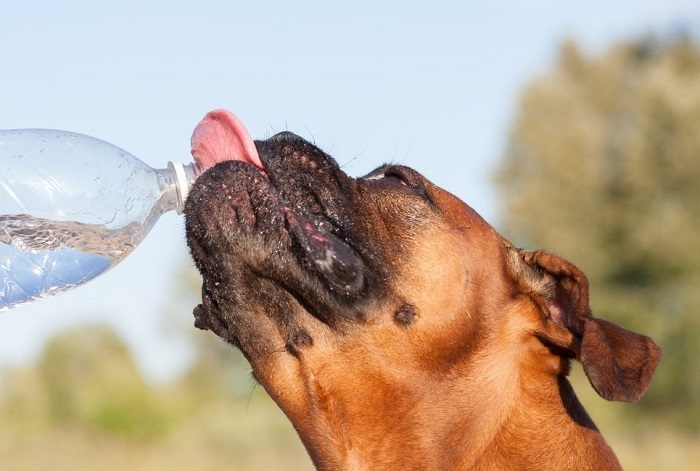 Pies pije wodę z butelki.