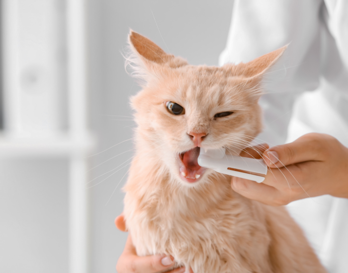 Jak czyścić kotu zęby?