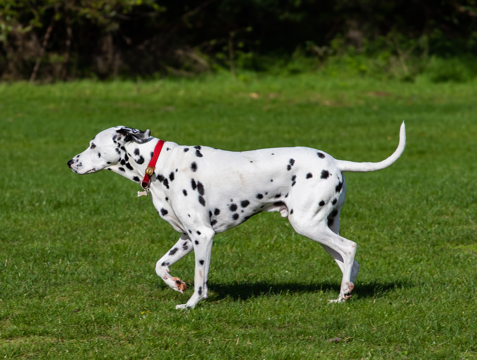 Dalmatyńczyki są psami średniej wielkości. Co ciekawe zdarzają się również dalmatyńczyki o brązowej sierści, jako podstawie.