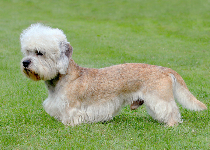 Dandie dinmont terrier - pies z czuprynką.