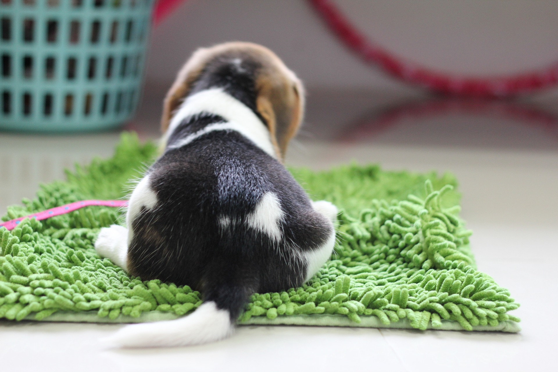 Idealną zabawką dla psów rasy beagle będzie mata węchowa i wszelkiego typu zabawy węchowe.