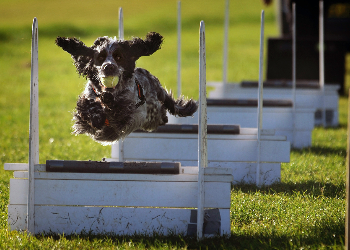 Pies skaczący przez przeszkody podczas flyball dog.