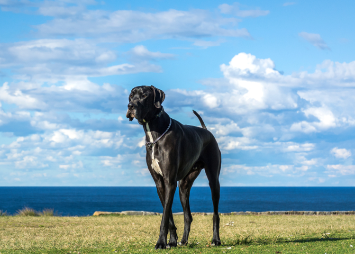 Dog niemiecki czarny.