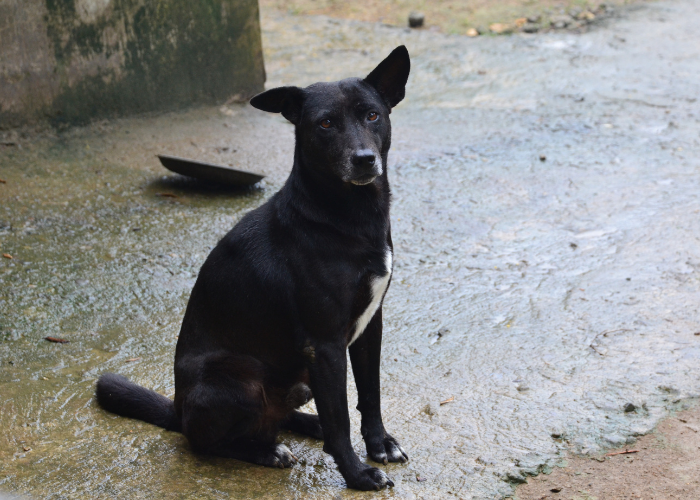 Taiwan dog.