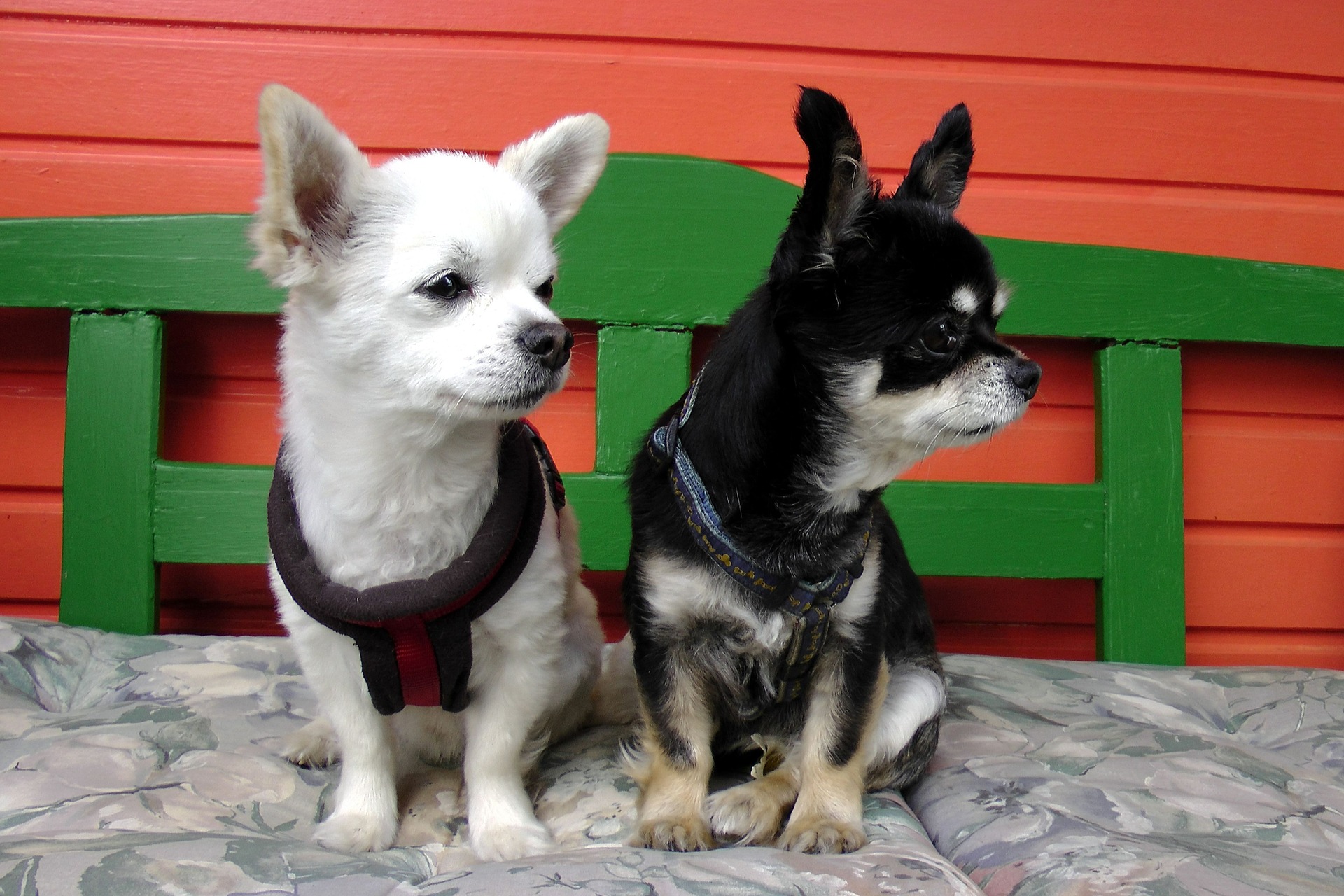 Chihuahua biała i czarna.
