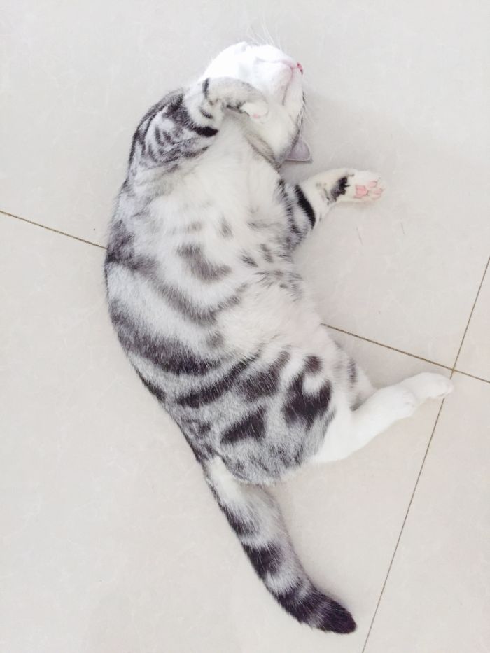 Kot egipski mau leży na podłodze.