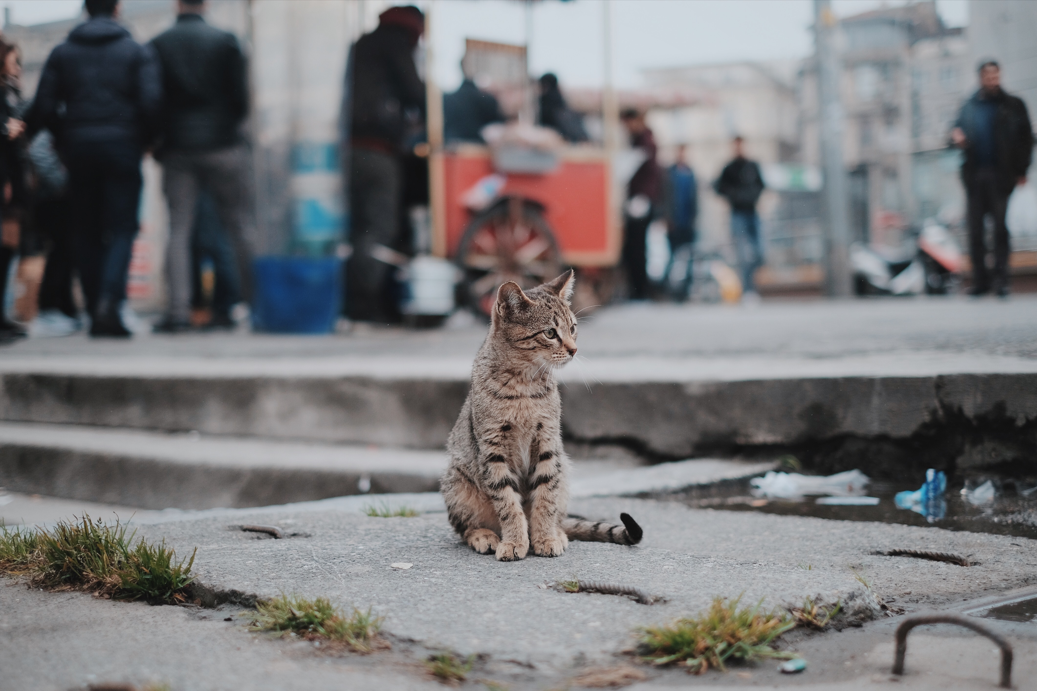Młody, zagubiony kociak siedzi na ulicy, pośród tłumu, kałuż i śmieci. Ulica nie powinna być miejscem dla kotów.