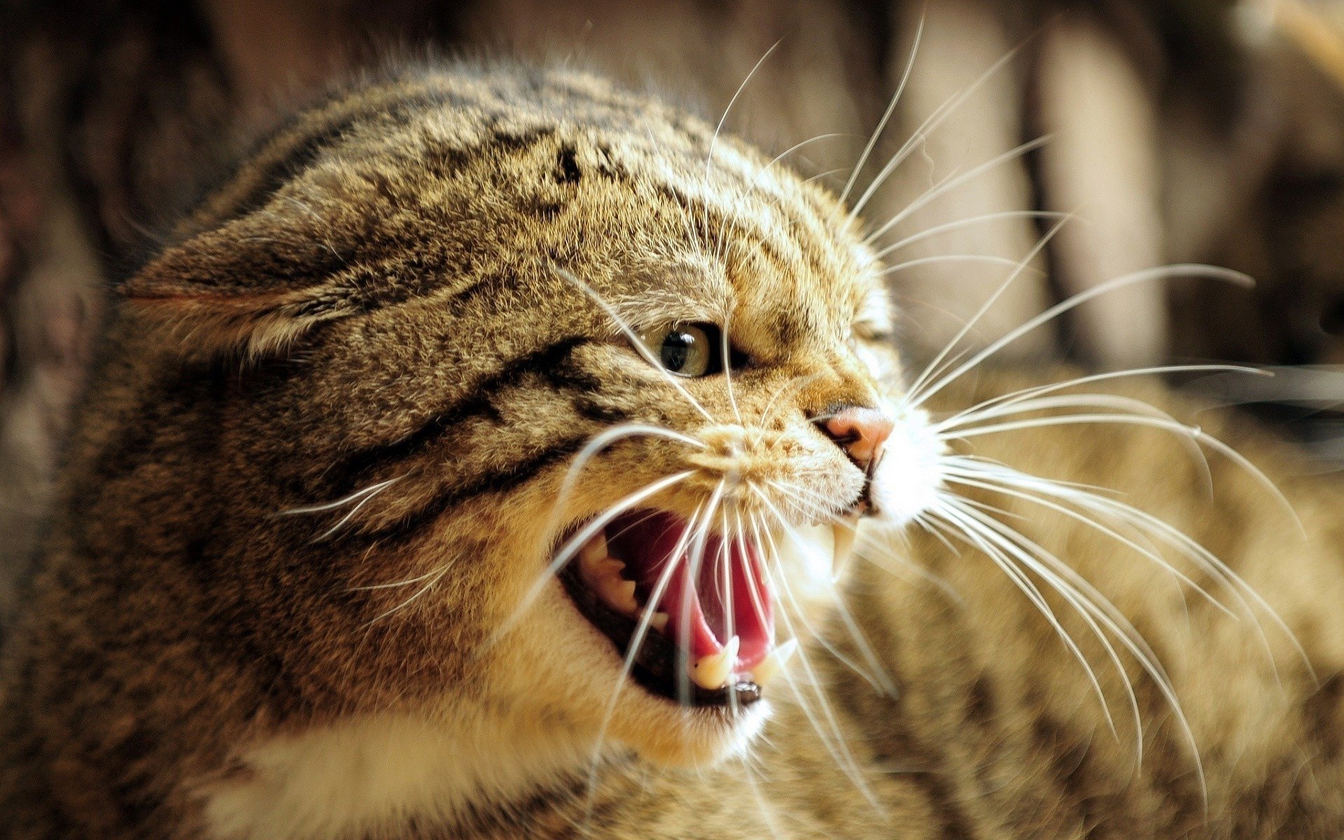 Koty gryzą i atakują w ostateczności. Odpowiednie reagowanie na wysyłane przez koty sygnały uspokajające oraz obserwacja ich mowy ciała pozwoli zapobiec nieprzyjemnym sytuacjom.