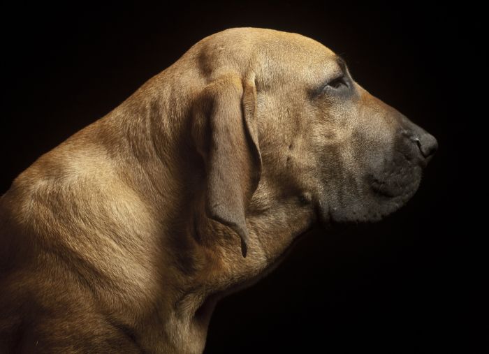 Profil psa fila brazylijska, widoczne duże podgardle i nadmiar luźnej skóry.