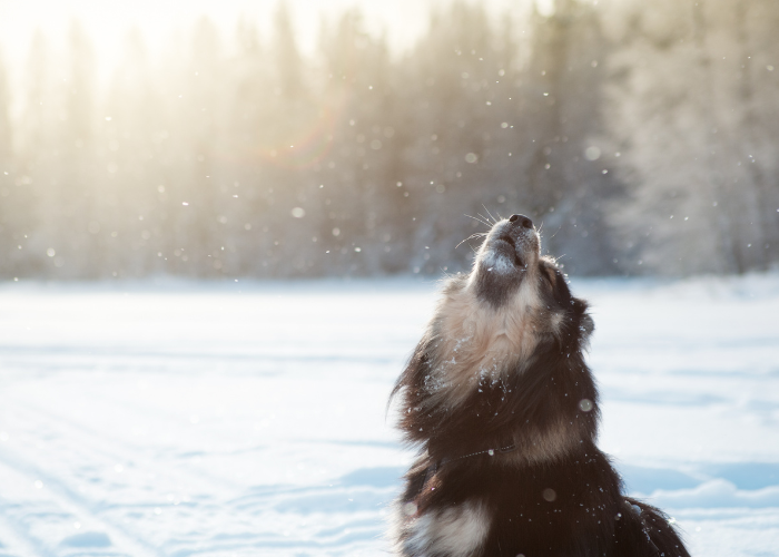 Fiński lapphund bawi się w śniegu, ta rasa uwielbia aktywność na świeżym powietrzu.