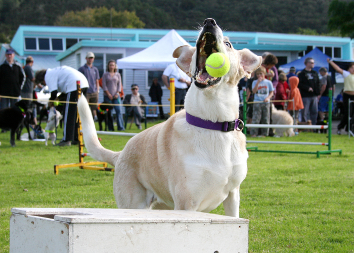 Pies w czasie zawodów flyball dog.