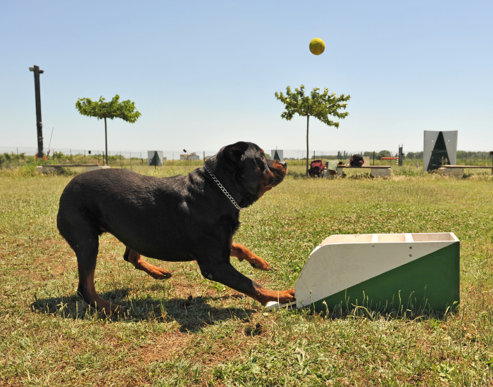 Rottwailer w czasie zawodów flyball dog.
