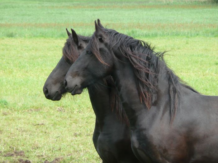 Profile dwóch koni fryzyjskich.