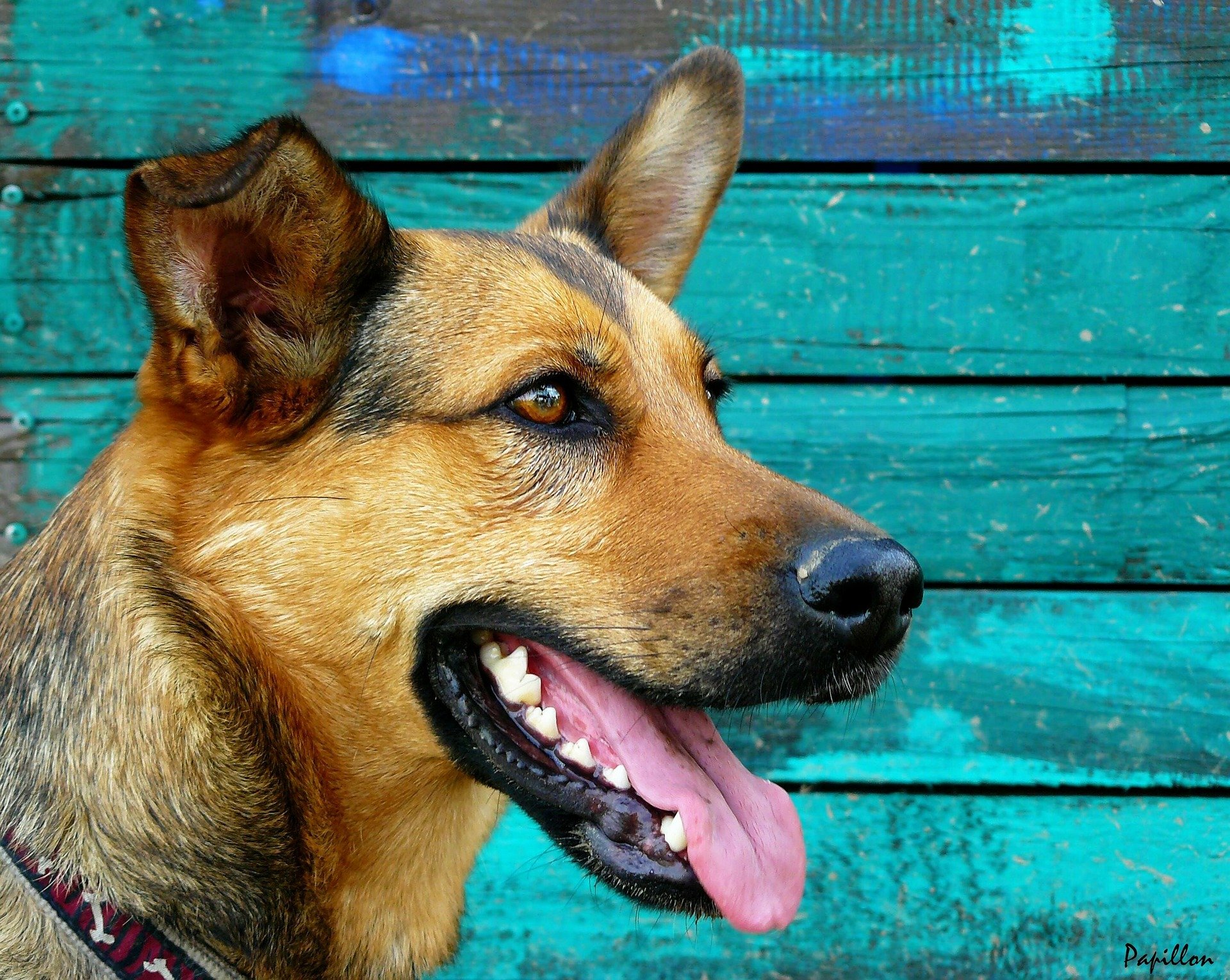 Nieczyszczone zęby szybko mogą zostać pokryte kamieniem nazębnym u psów. Nieleczony powoduje dyskomfort, ból, nieprzyjemny zapach z pyska, a także utrudnia psu jedzenie.
