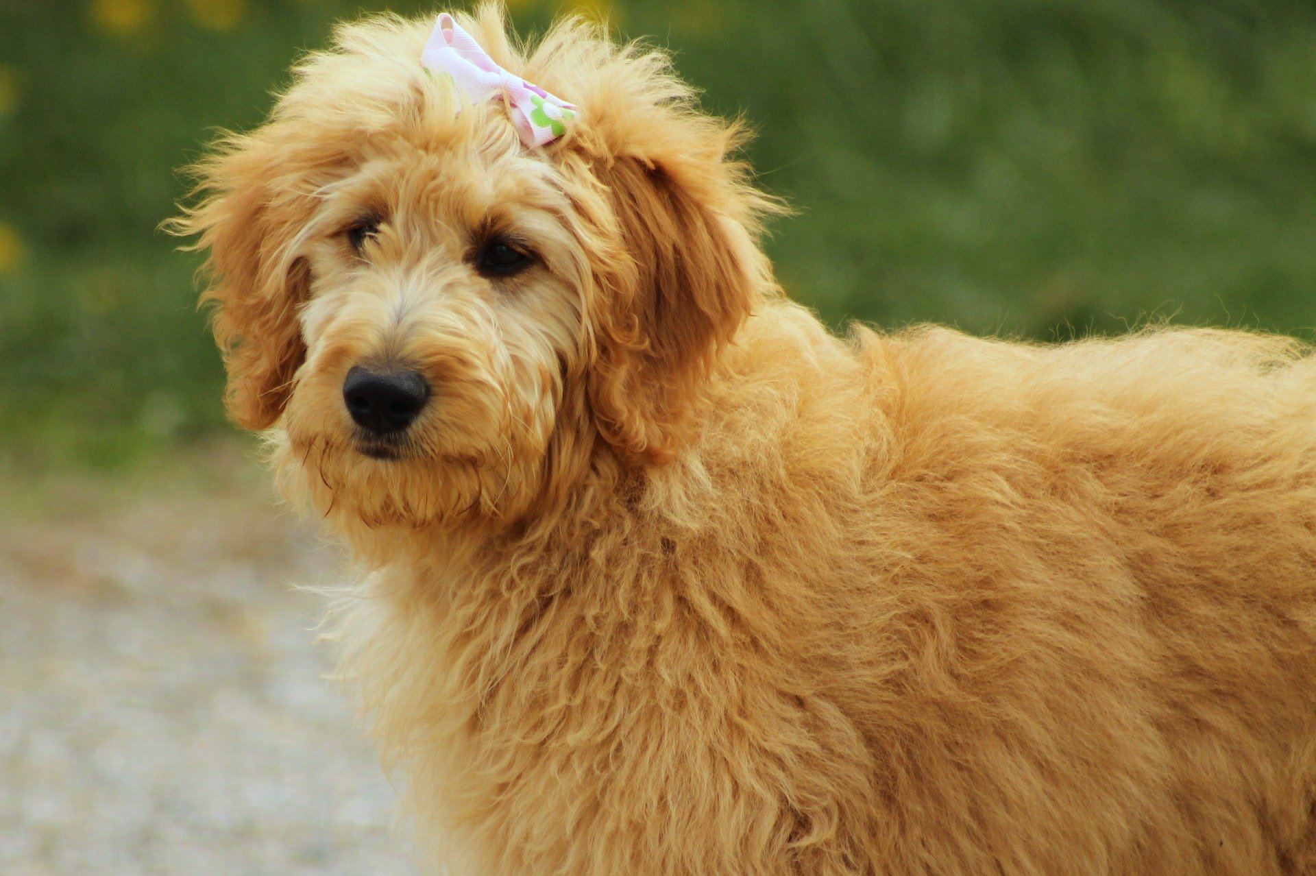 Goldendoodle jest psem powstałym z połączenia Golden retrievera z pudlem. Taka hybryda nie jest uznana przez Międzynarodową Federację Kynologiczną.